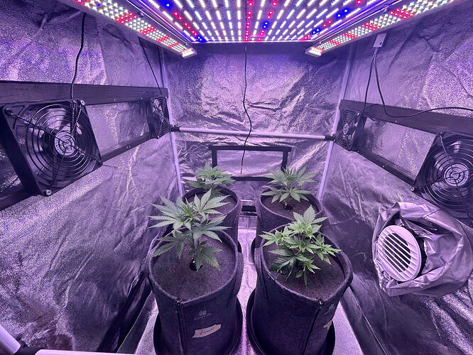 Vier junge Cannabispflanzen in Stofftöpfen in einem Growzelt unter LED-Beleuchtung.