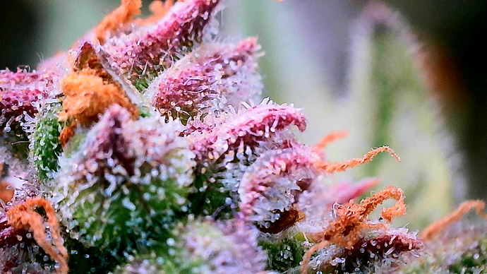 Growreport Bild 29