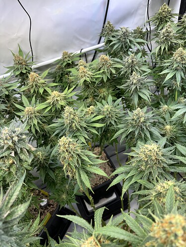 Growreport Bild 35