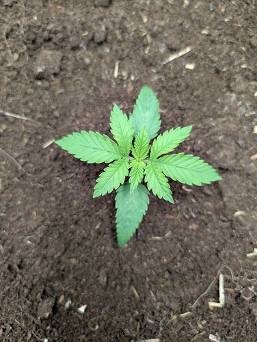 Growreport Bild 2