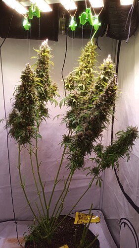 Growreport Bild 14