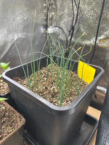 Growreport Bild 35