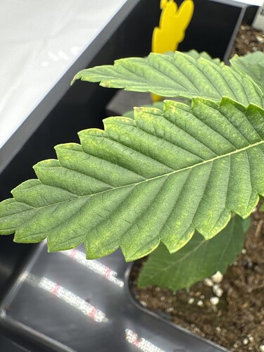 Growreport Bild 5