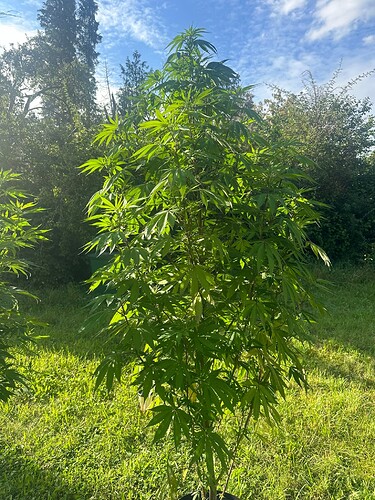 Growreport Bild 35