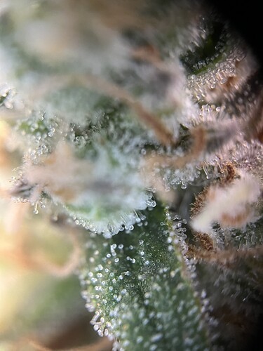Growreport Bild 31