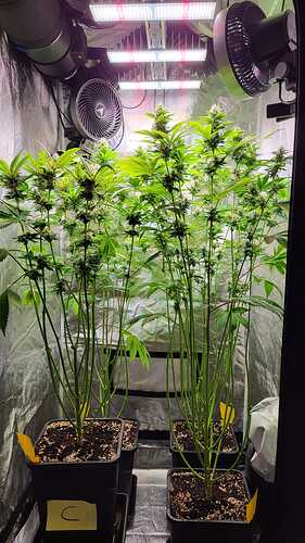 Drei Cannabispflanzen in einem Growzelt unter LED-Beleuchtung mit Ventilatoren.
