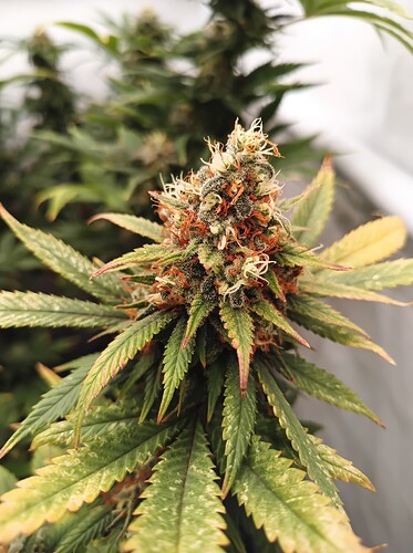 Growreport Bild 15