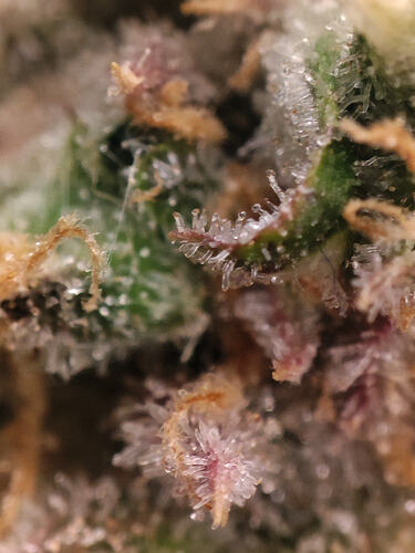Growreport Bild 34