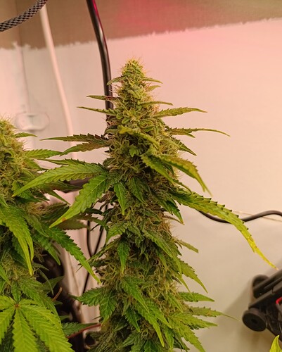 Growreport Bild 6
