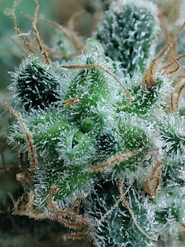 Growreport Bild 106