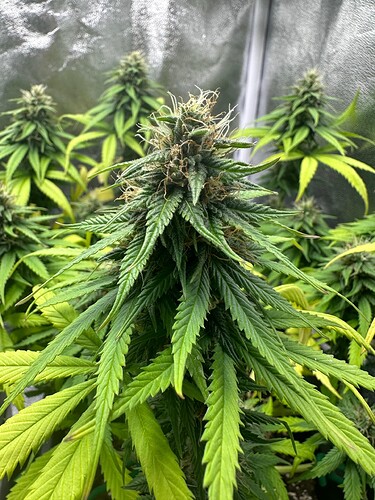 Growreport Bild 53