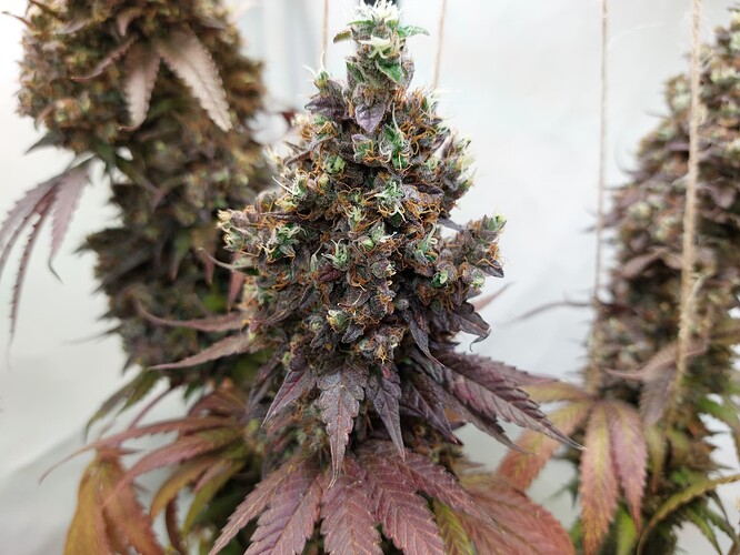 Growreport Bild 20