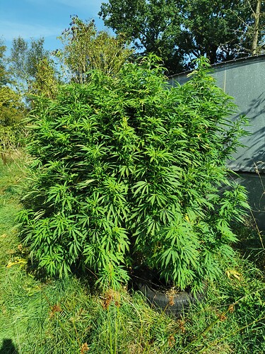 Growreport Bild 9