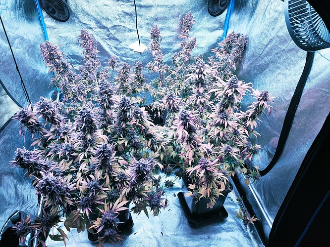 Growreport Bild 121