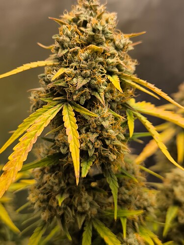 Growreport Bild 2