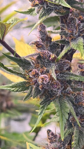 Growreport Bild 5