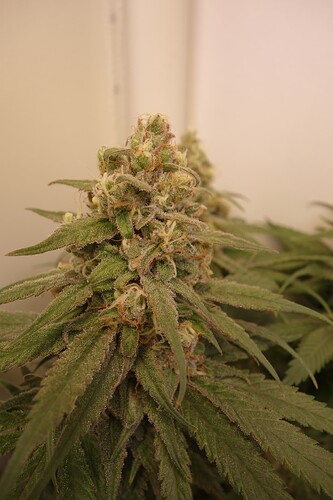 Growreport Bild 4