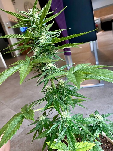 Growreport Bild 10