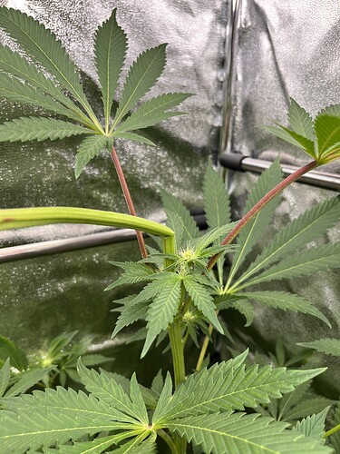 Growreport Bild 9