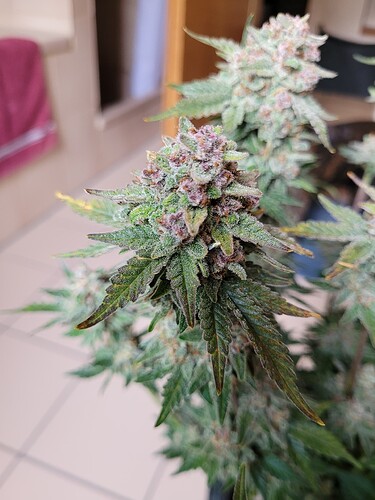 Growreport Bild 2