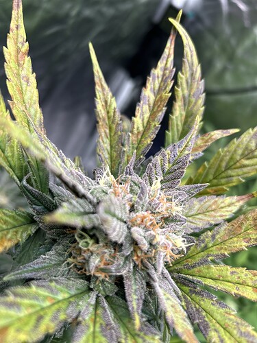 Growreport Bild 1