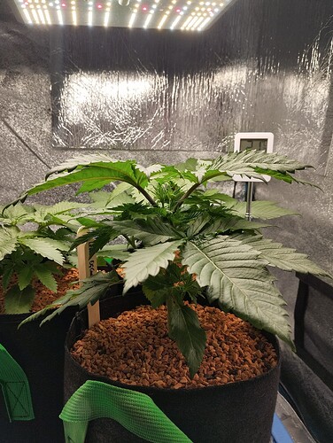 IMG_20241211_124407 - Kopie