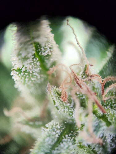 Growreport Bild 11