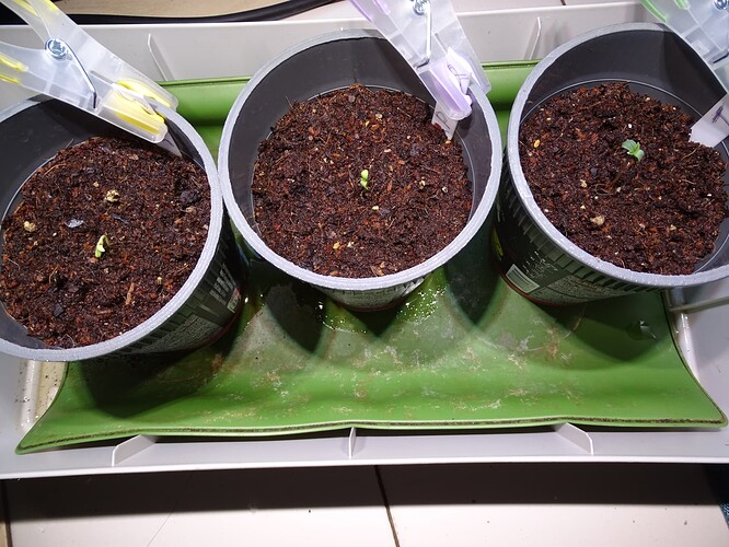 Growreport Bild 42