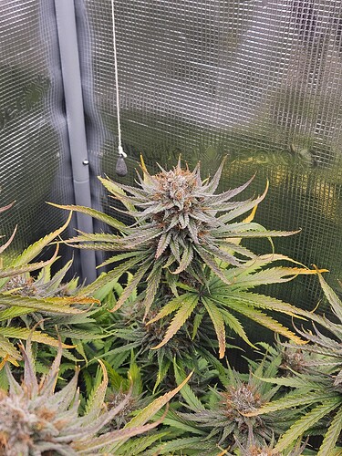 Growreport Bild 15