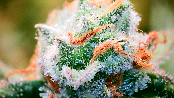 Growreport Bild 8