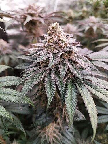 Growreport Bild 11