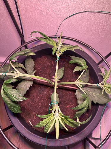Growreport Bild 12