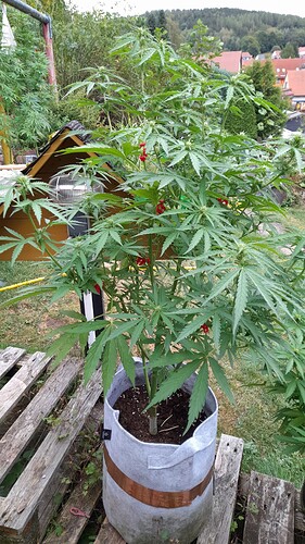 Growreport Bild 5