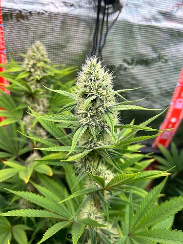 Growreport Bild 8