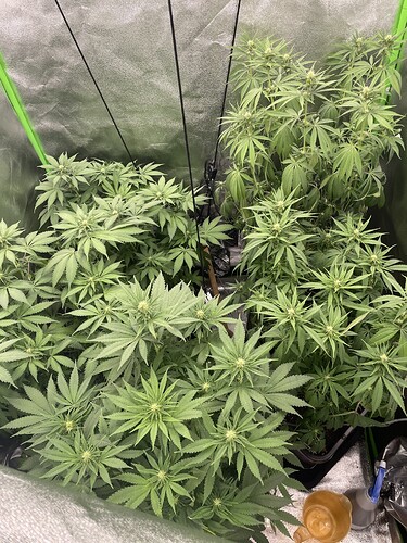 Growreport Bild 1