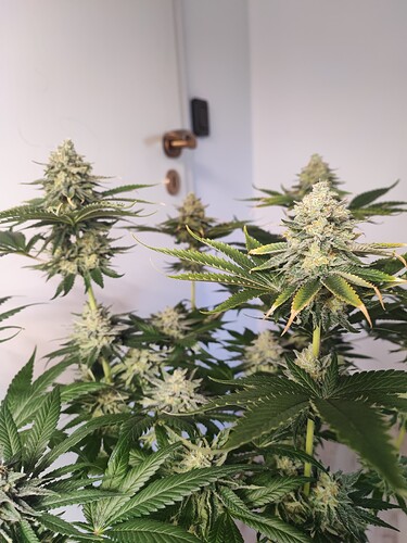 Growreport Bild 20