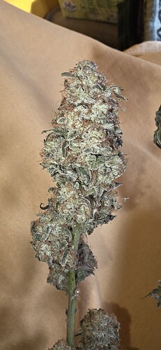 Growreport Bild 49