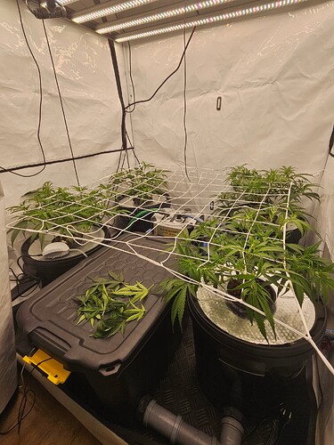 Growreport Bild 6