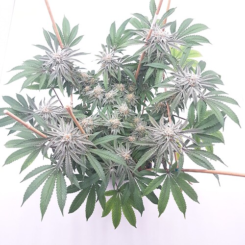 Growreport Bild 5