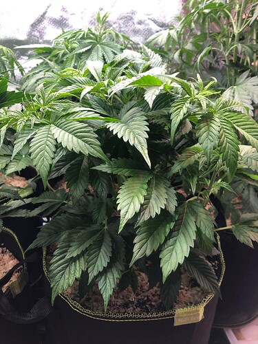 Growreport Bild 18
