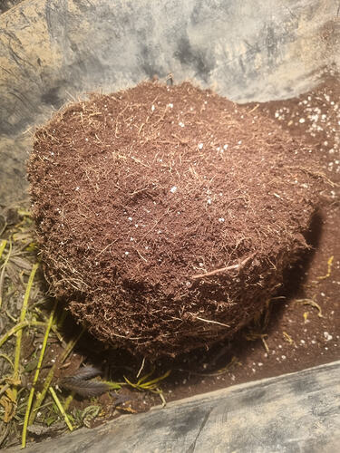Ein durchwurzelter Erdballen mit vielen feinen Wurzeln, der aus einem Topf genommen wurde.