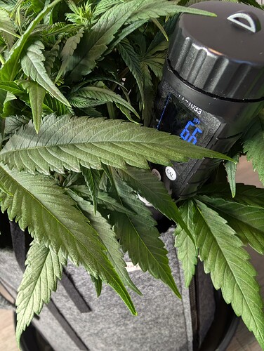 Growreport Bild 3
