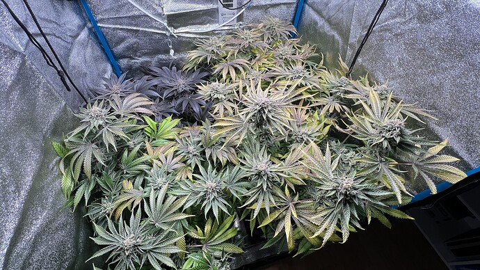 Growreport Bild 1