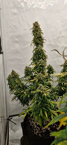 Growreport Bild 8