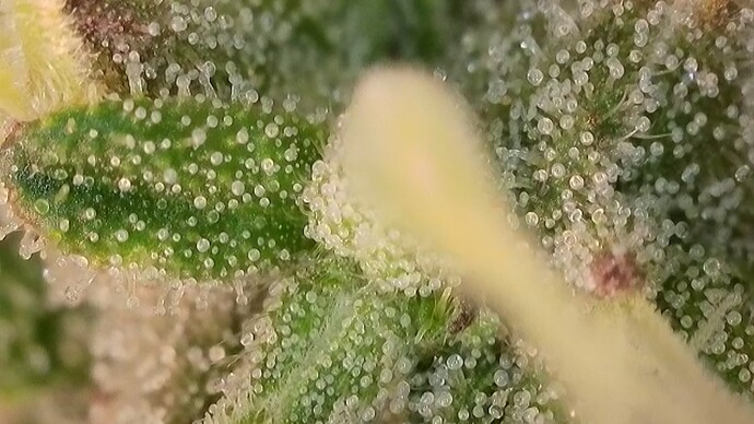 Growreport Bild 31