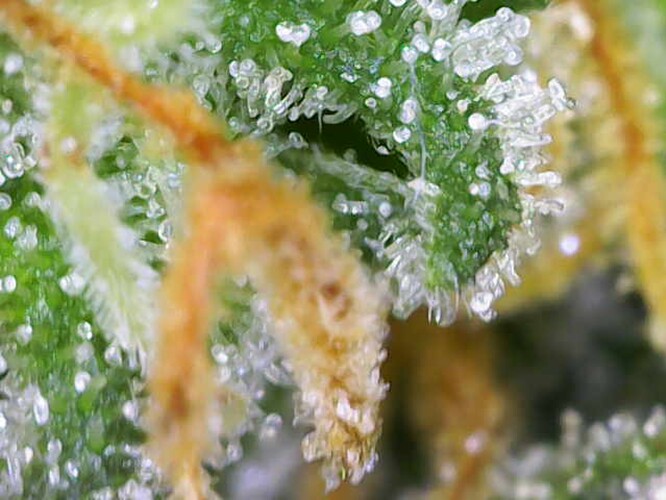Growreport Bild 11