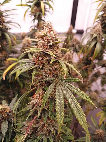 Growreport Bild 2