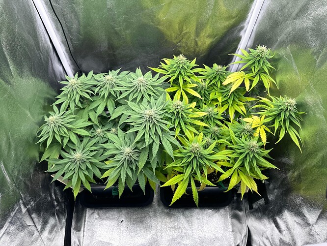 Growreport Bild 36