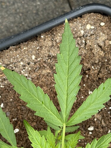 Growreport Bild 5