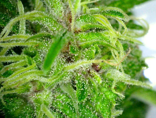 Grow25_0927_DPmicro4